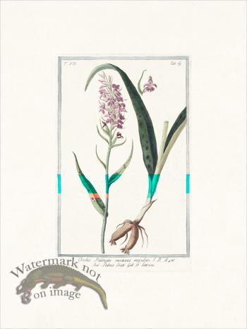 Bonelli 669 early purple orchis